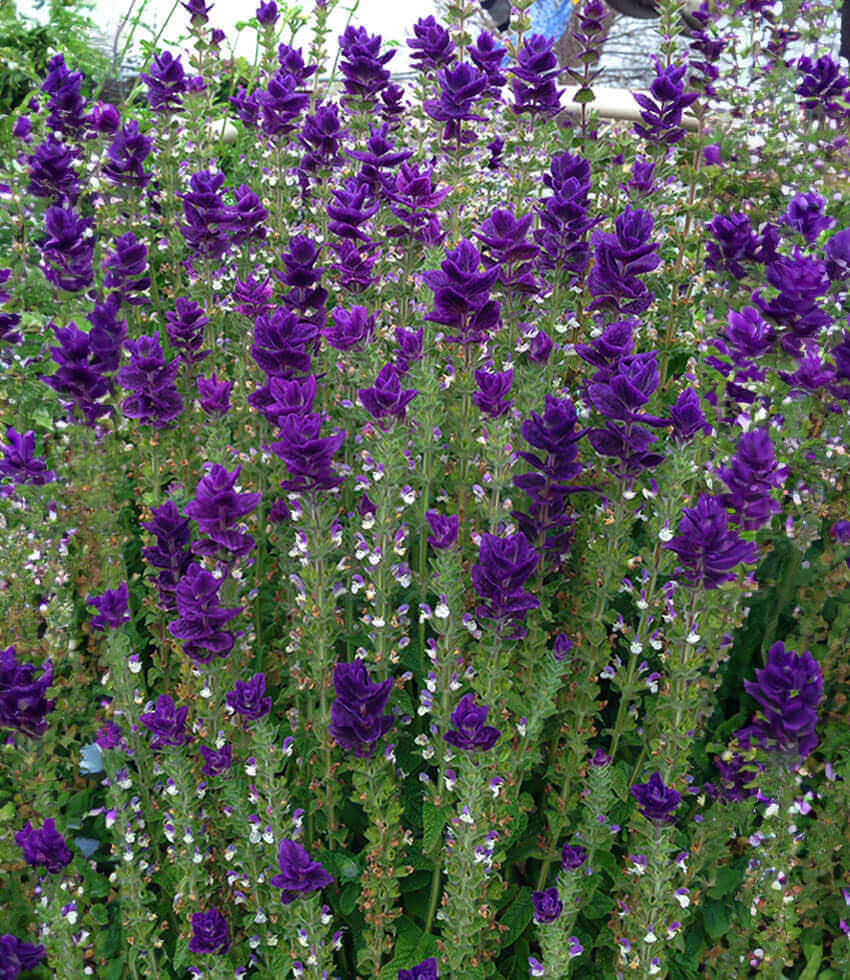 Salvia Horminum - Blue Annie's Annuals Annie's Annuals and Perennials