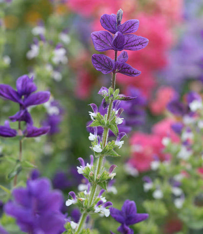 Salvia Horminum - Blue Annie's Annuals Annie's Annuals and Perennials
