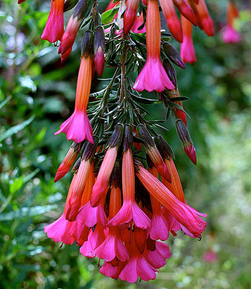 Cantua buxifolia - Hot Pants Annie's Annuals Annie's Annuals and Perennials