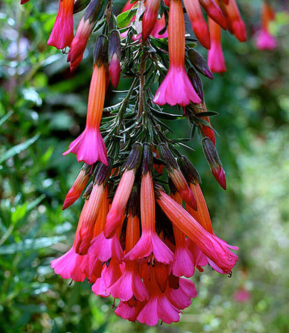 Cantua buxifolia - Hot Pants Annie's Annuals Annie's Annuals and Perennials