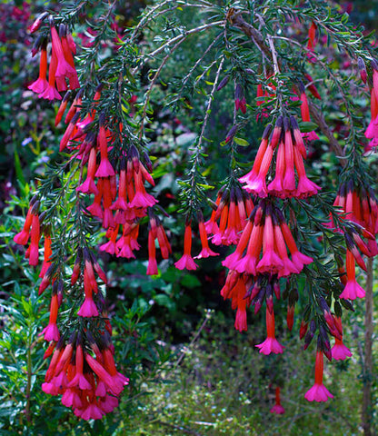 Cantua - Hot Pants Annie's Annuals Annie's Annuals and Perennials