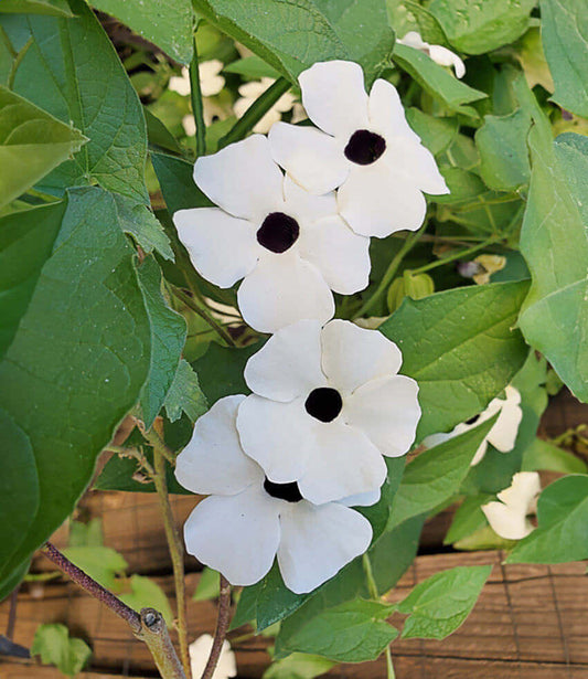 Thunbergia alata - White Halo Annie's Annuals Annie's Annuals and Perennials