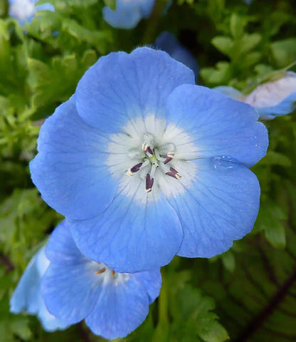 Nemophila Menziesii Annie's Annuals Annie's Annuals and Perennials