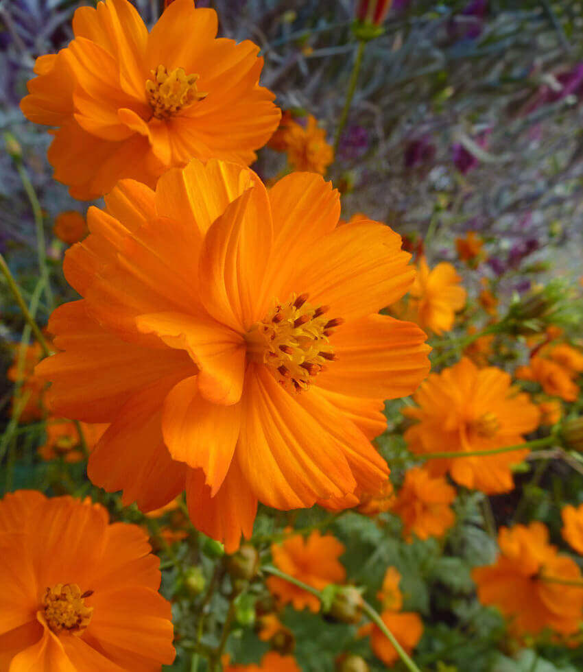 Cosmos sulphureus orange - Klondike Cosmos Annie's Annuals Annie's Annuals and Perennials