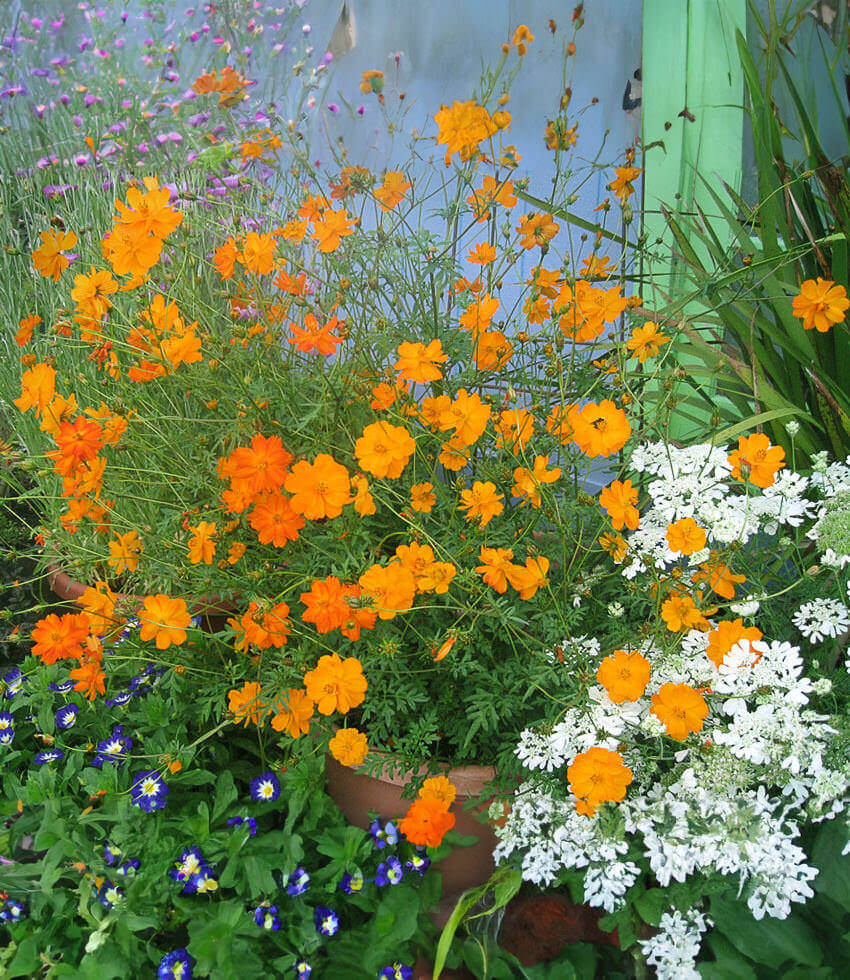 Cosmos sulphureus orange - Klondike Cosmos Annie's Annuals Annie's Annuals and Perennials