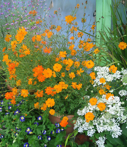 Cosmos sulphureus orange - Klondike Cosmos Annie's Annuals Annie's Annuals and Perennials