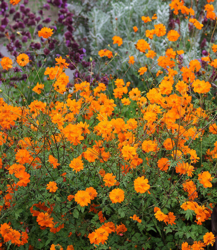 Cosmos sulphureus orange - Klondike Cosmos Annie's Annuals Annie's Annuals and Perennials