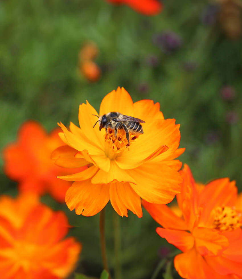 Cosmos sulphureus orange - Klondike Cosmos Annie's Annuals Annie's Annuals and Perennials