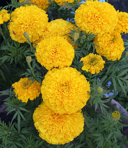 Marigold - Day Of The Dead Golden Yellow Annie's Annuals Annie's Annuals and Perennials