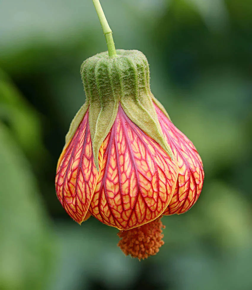 Abutilon striatum - Redvein Indian Mallow