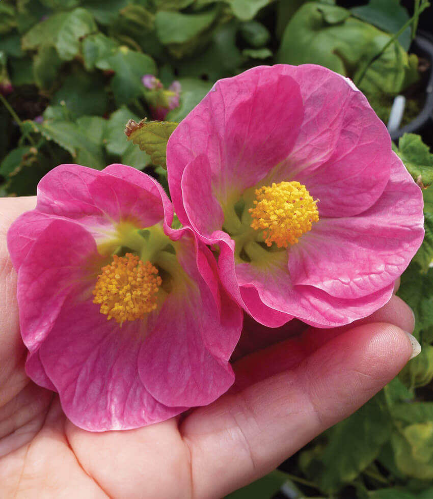 Abutilon - Talini's Pink Annie's Annuals Annie's Annuals and Perennials
