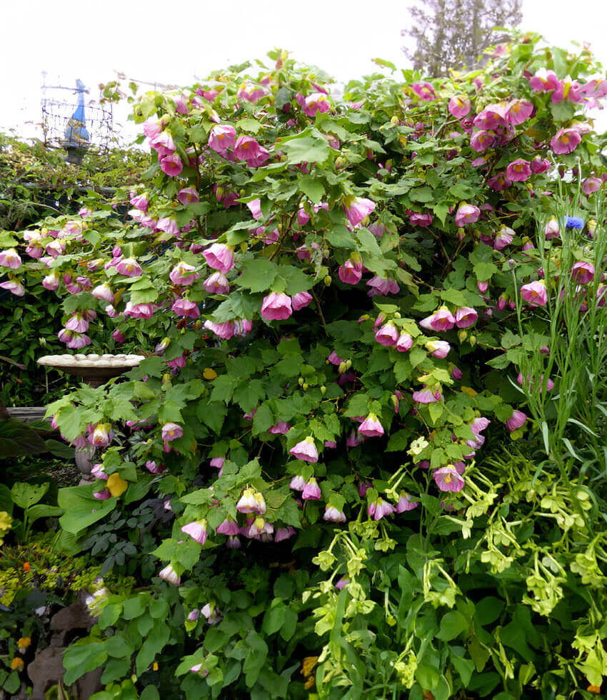 Abutilon - Talini's Pink Annie's Annuals Annie's Annuals and Perennials