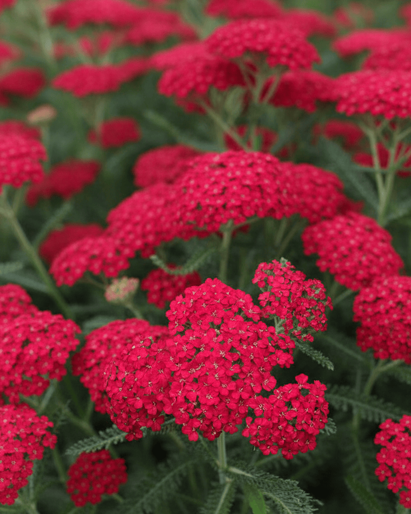 Achillea millefolium 'Red Velvet' | Red Yarrow