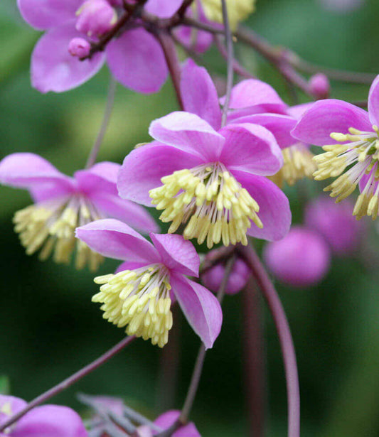 Thalictrum Rochebrunianum Annie's Annuals Annie's Annuals and Perennials