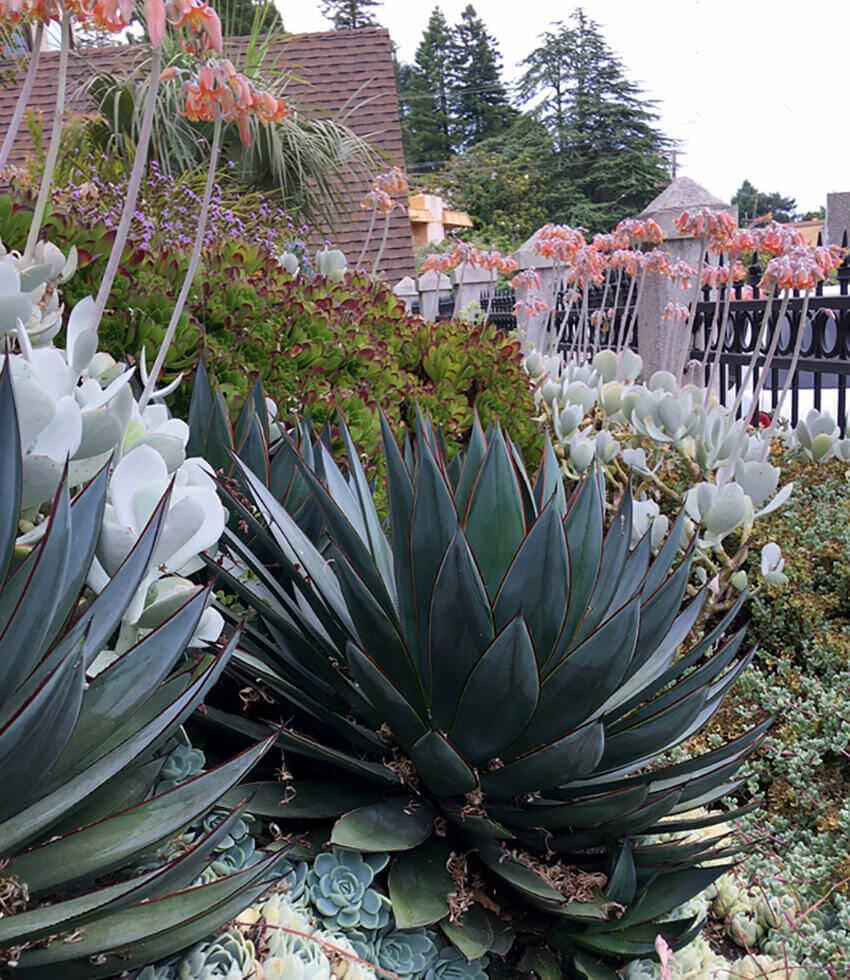アガベ Agave 'Blue Glow' f.variegata 268 Shop 'Snow glow agave' Care & Growing Guide | Planet Desert