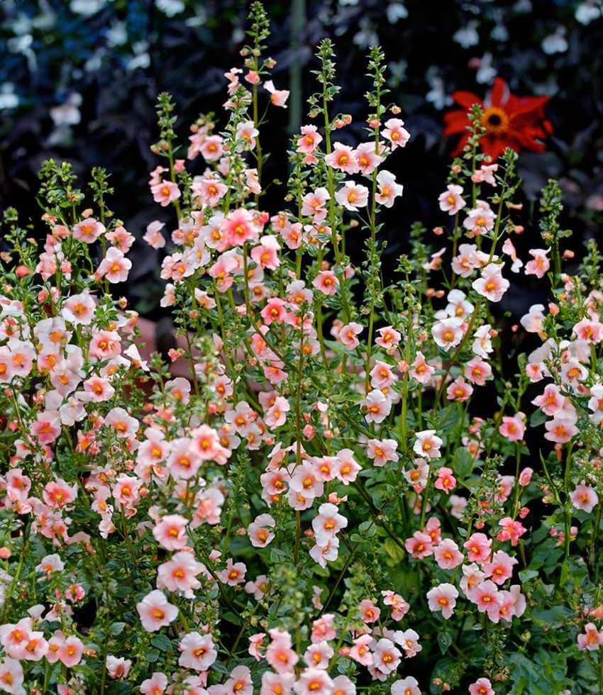 Alonsoa meridionalis | Apricot Mask Flower | Annie's Annuals – Annie's ...