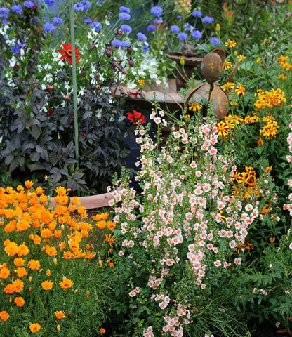 Alonsoa meridionalis - Apricot Mask Flower Annie's Annuals Annie's Annuals and Perennials