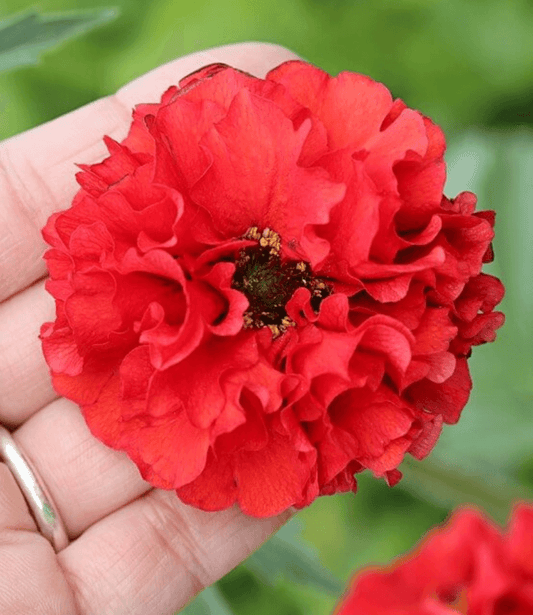 Geum Chiloense - Red Dragon Annie's Annuals Annie's Annuals and Perennials