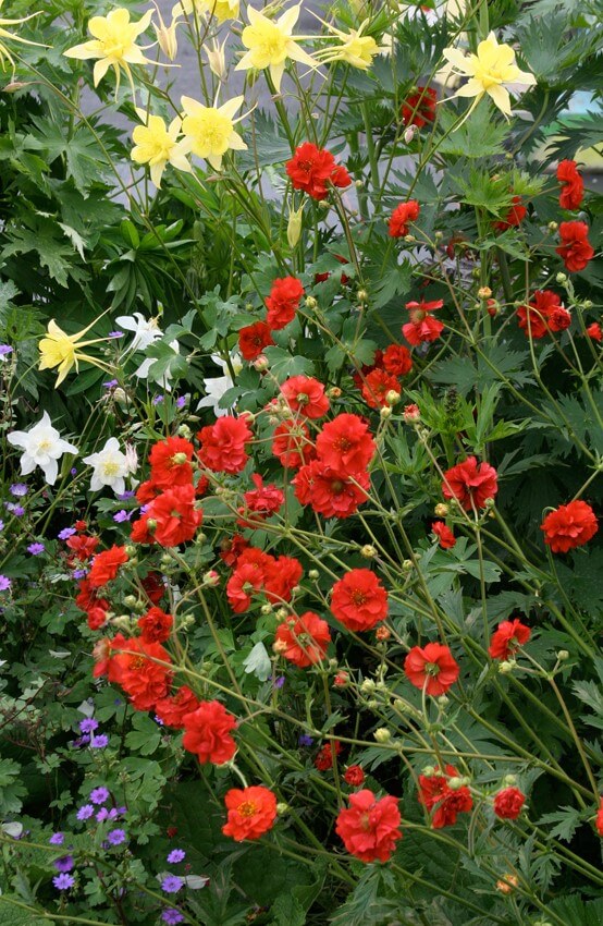 Geum Chiloense - Red Dragon Annie's Annuals Annie's Annuals and Perennials