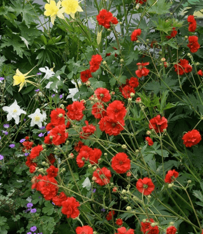 Geum Chiloense - Red Dragon Annie's Annuals Annie's Annuals and Perennials