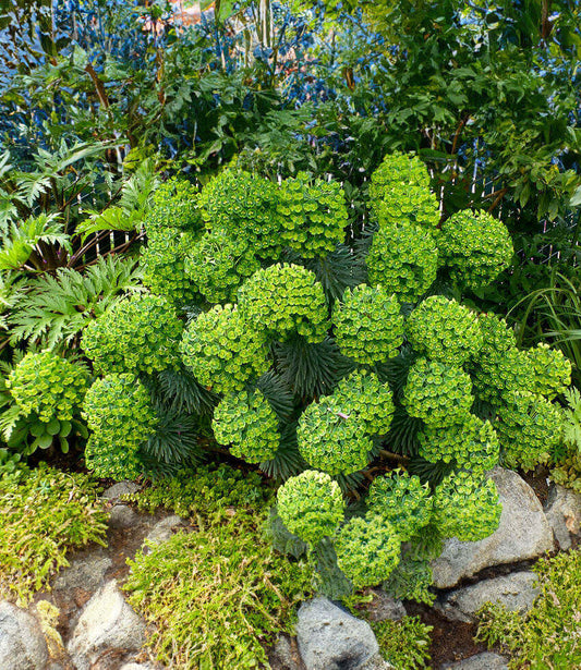 Euphorbia characias - Dwarf Annie's Annuals Annie's Annuals and Perennials