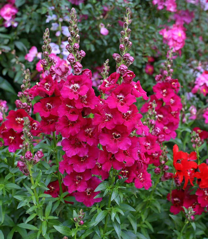 Antirrhinum majus - Chantilly Purple Annie's Annuals Annie's Annuals and Perennials