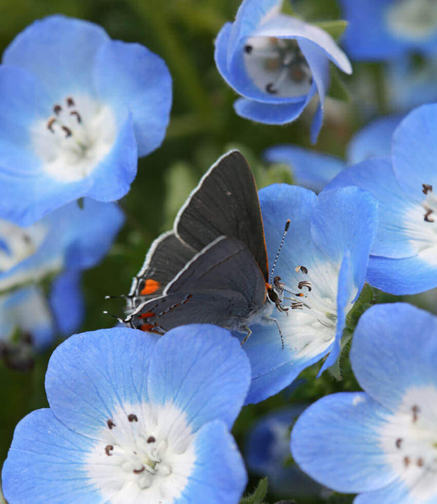 Nemophila Menziesii Annie's Annuals Annie's Annuals and Perennials
