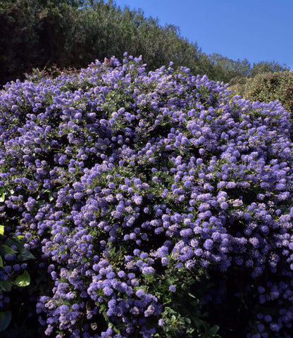 Ceanothus thyrsiflorus var. griseus - Yankee Point Annie's Annuals Annie's Annuals and Perennials