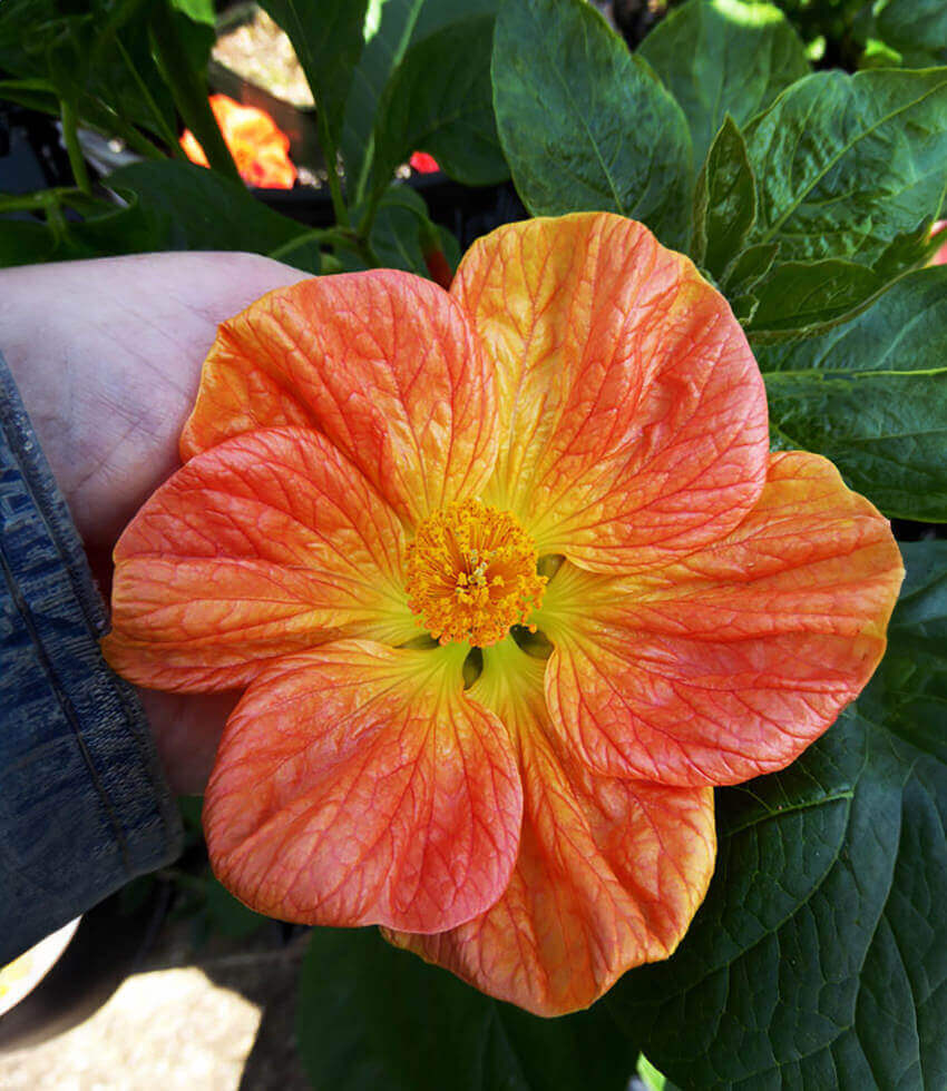 Abutilon - Victor Reiter Annie's Annuals Annie's Annuals and Perennials