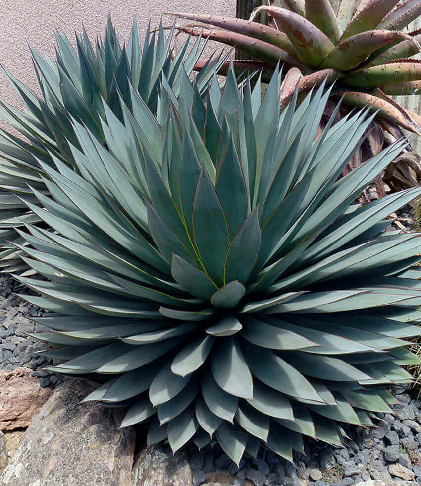 Agave - Blue Glow Annie's Annuals Annie's Annuals and Perennials