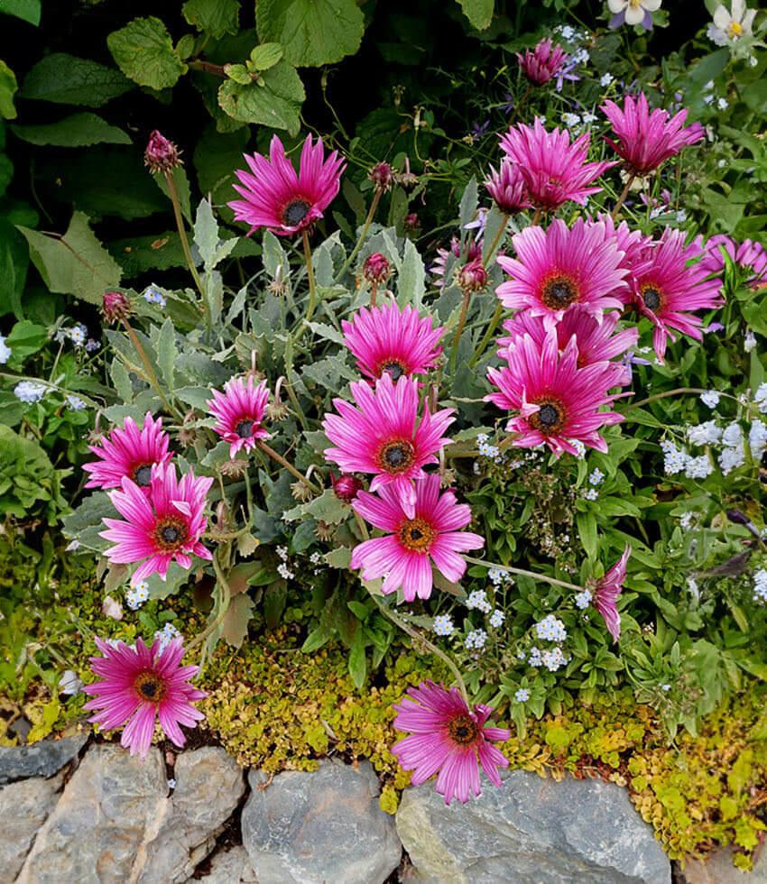 Arctotis - Ultra Violet Annie's Annuals Annie's Annuals and Perennials