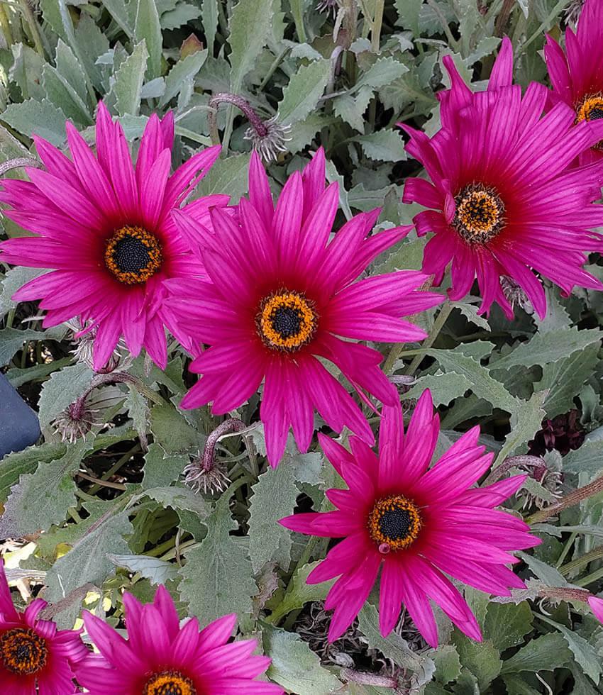 Arctotis - Ultra Violet Annie's Annuals Annie's Annuals and Perennials
