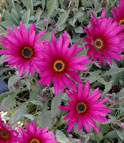Arctotis - Ultra Violet Annie's Annuals Annie's Annuals and Perennials