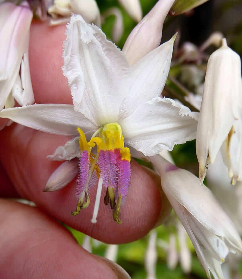 white rock lily Arthropodium cirratum