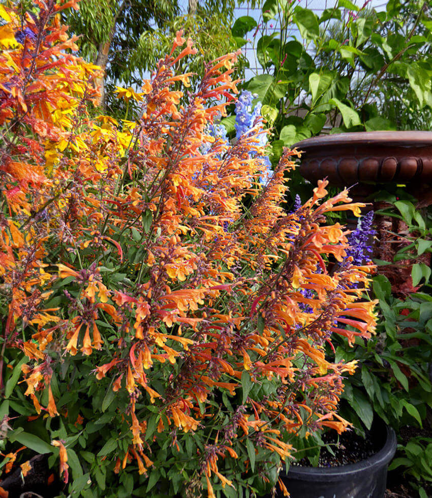 Agastache aurantiaca - Coronado Annie's Annuals Annie's Annuals and Perennials