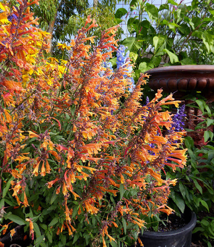 Agastache aurantiaca - Coronado Annie's Annuals Annie's Annuals and Perennials