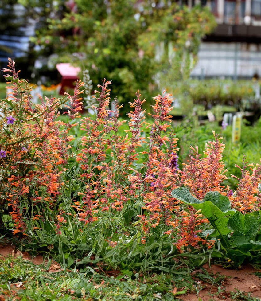 Agastache aurantiaca - Coronado Annie's Annuals Annie's Annuals and Perennials