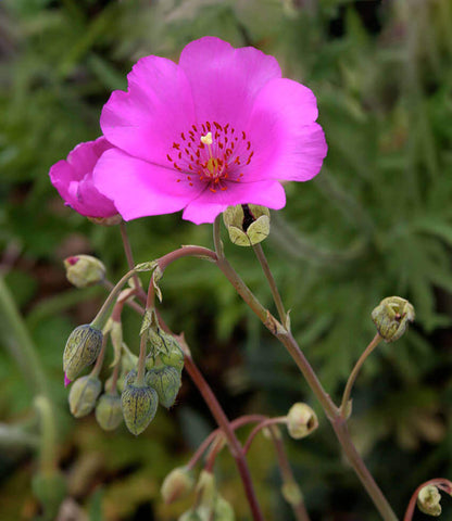 Calandrinia spectabilis Annie's Annuals Annie's Annuals and Perennials