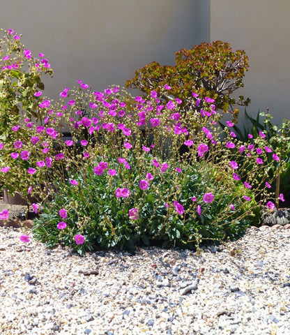 Calandrinia spectabilis Annie's Annuals Annie's Annuals and Perennials