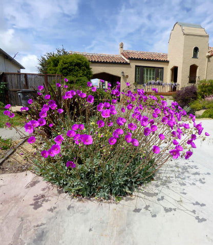 Calandrinia spectabilis Annie's Annuals Annie's Annuals and Perennials