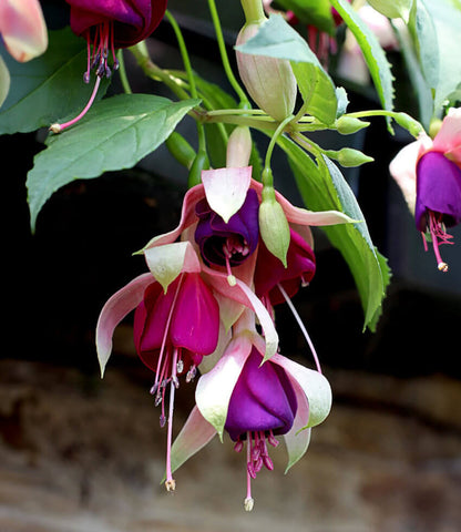 Fuchsia - Old Berkeley Annie's Annuals Annie's Annuals and Perennials
