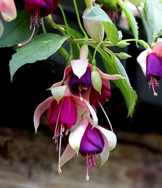 Fuchsia - Old Berkeley Annie's Annuals Annie's Annuals and Perennials