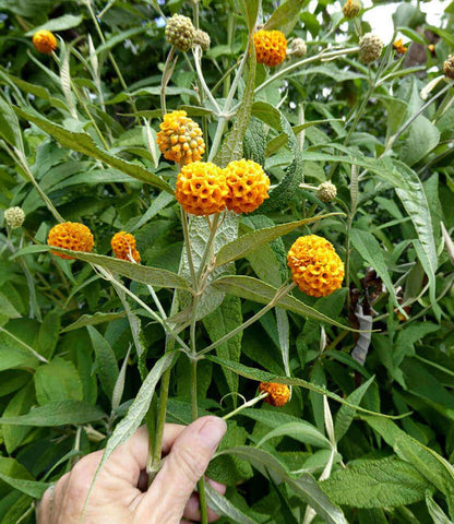Buddleja globosa