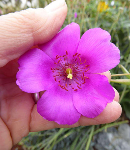 succulent calandrinia Calandrinia spectabilis | Rock Purslane Succulent
