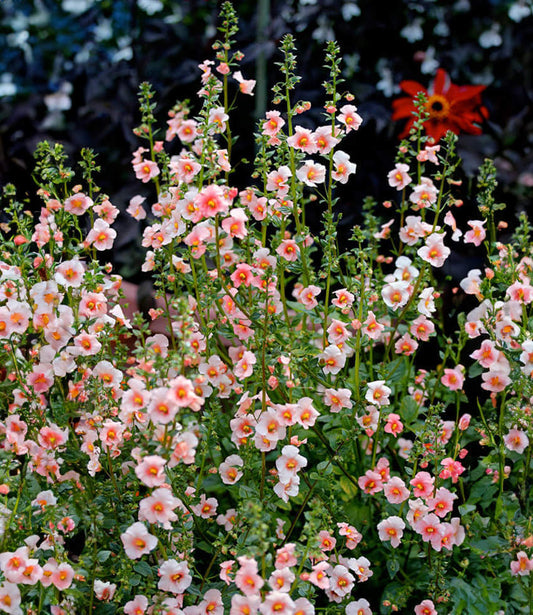 Alonsoa meridionalis - Apricot Mask Flower Annie's Annuals Annie's Annuals and Perennials