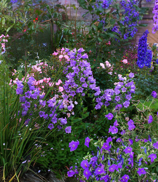 Campanula medium - Deep Blue Canterbury Bells Annie's Annuals Annie's Annuals and Perennials