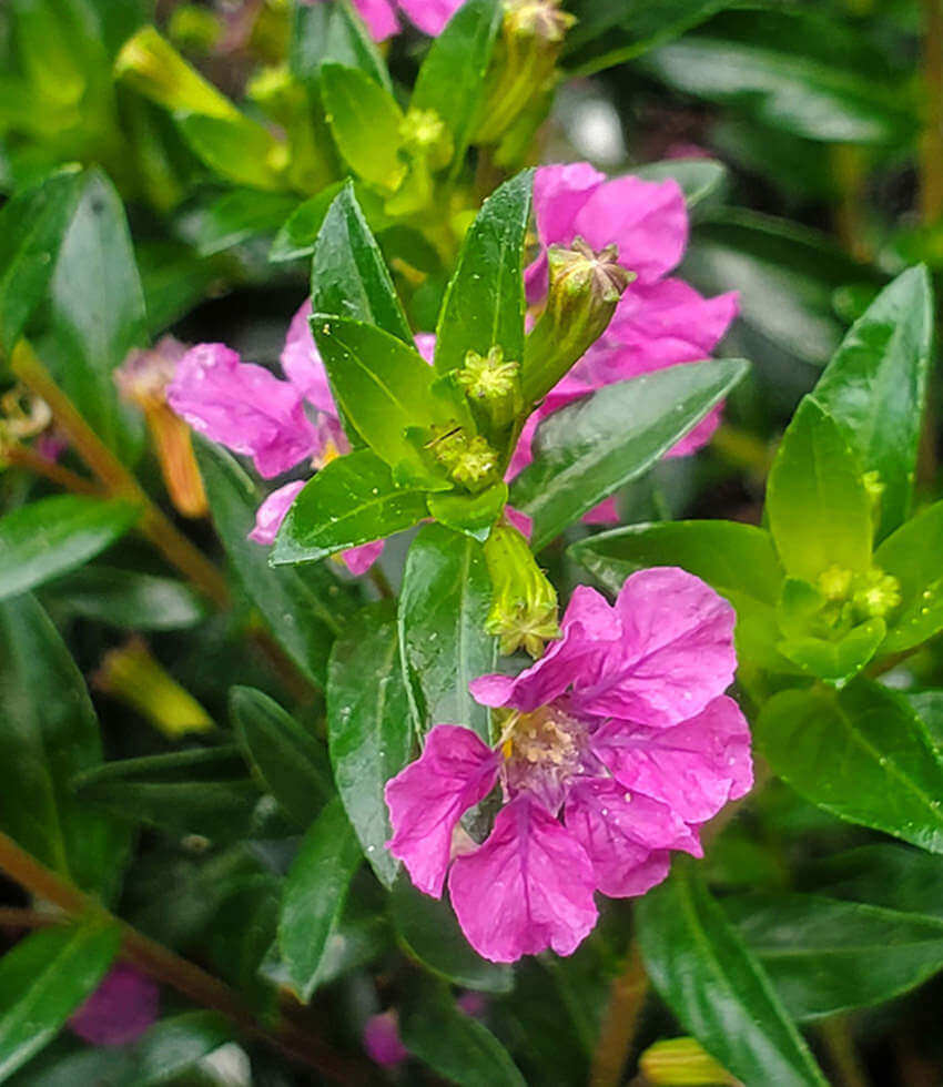 Cuphea - Diana Annie's Annuals Annie's Annuals and Perennials