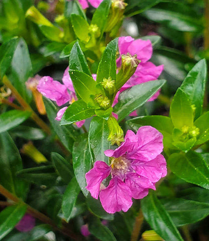 Cuphea - Diana Annie's Annuals Annie's Annuals and Perennials
