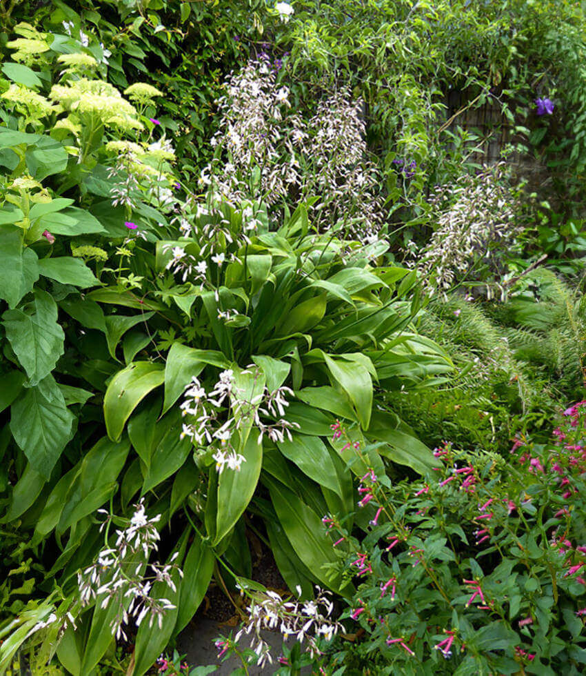 Arthropodium Cirratum - Renga Lily Annie's Annuals Annie's Annuals and Perennials