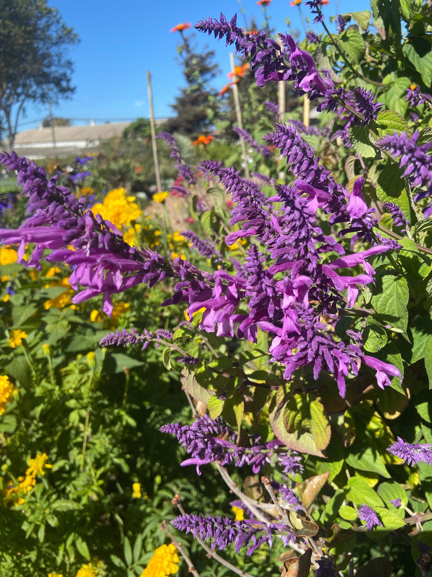 Salvia purpurea - Lavender Lace Annie's Annuals Annie's Annuals and Perennials